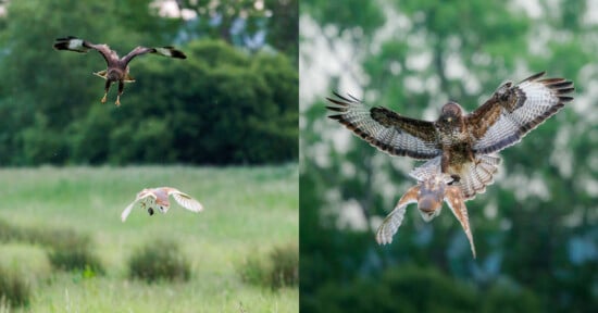 Split image: left side shows two birds of prey in mid-flight over a grassy field, one higher in the air and the other closer to the ground; right side shows a close-up of the same birds engaging in aerial combat, with wings spread wide and talons outstretched.