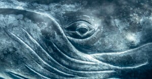 Close-up of the eye of a whale submerged in water, giving a detailed view of its textured skin with a bluish-gray hue. The image captures the wrinkles and natural markings around the eye, conveying a sense of calm and majesty.