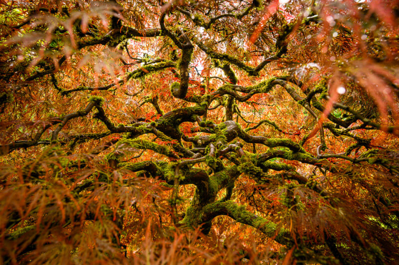 A close-up view of intricate, twisted branches of a tree covered in green moss. The surrounding foliage displays vibrant autumn colors, primarily reds and oranges, creating a warm and vivid backdrop. The image captures the complex beauty of the natural structure.