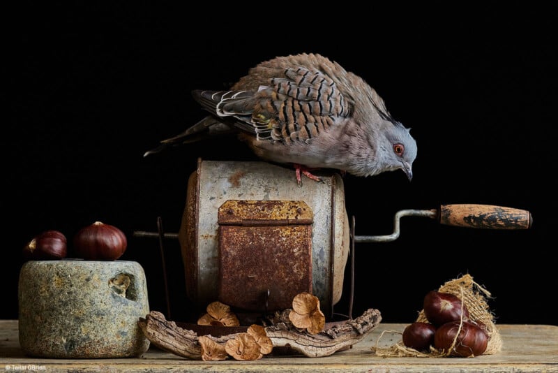 A bird with plump, ruffled feathers perches atop an old, rusty hand-cranked gadget against a black background. Surrounding the bird are chestnuts and an assortment of dried leaves on a rustic wooden surface.