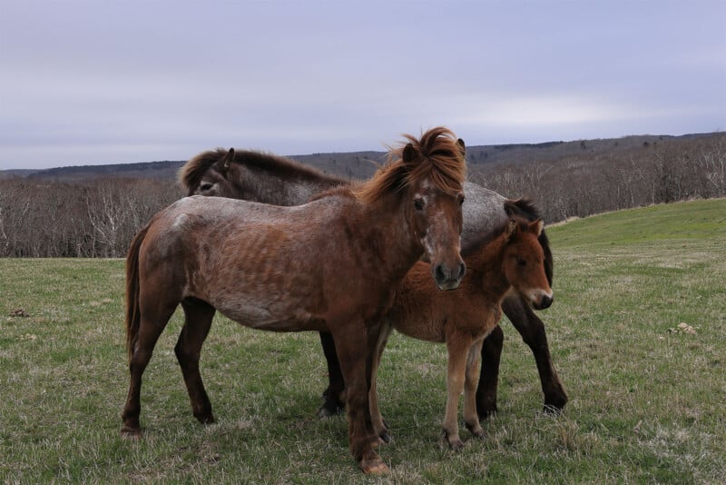 Three ponies stand closely together in a grassy field. The closest pony is brown and slightly mottled, the second pony is mostly grey, and the third is a smaller, reddish-brown pony, likely a foal. In the background are leafless trees and a cloudy sky.