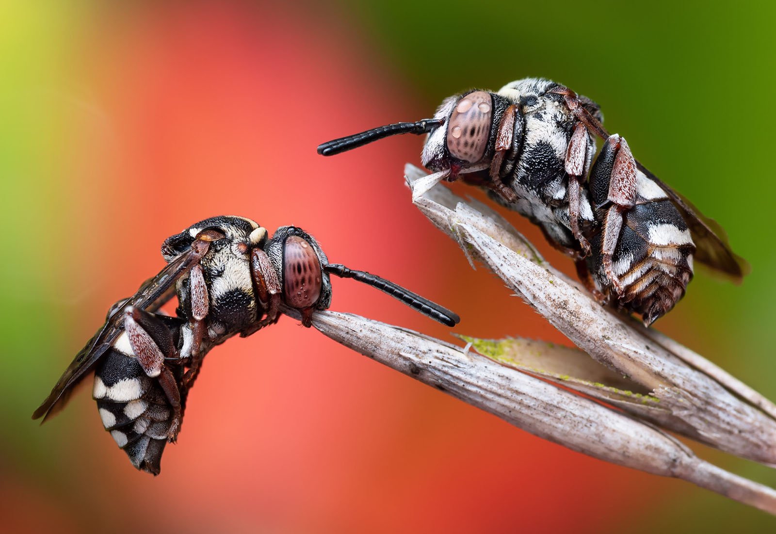 Close-up image of two cuckoo bees resting on thin twigs, facing each other against a blurred, colorful background. The bees display intricate patterns of black, white, and brown stripes on their bodies.