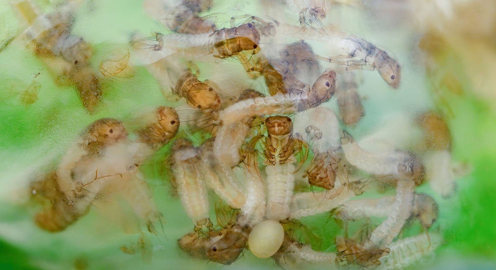 This image shows recently hatched caddisfly larvae inside a transparent gelatinous egg sac. 