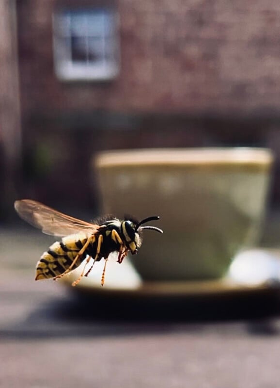 A close-up shot of a wasp in mid-flight with a blurred background featuring a green cup and saucer. The background is out of focus, highlighting the details of the wasp, including its yellow and black striped abdomen and translucent wings.