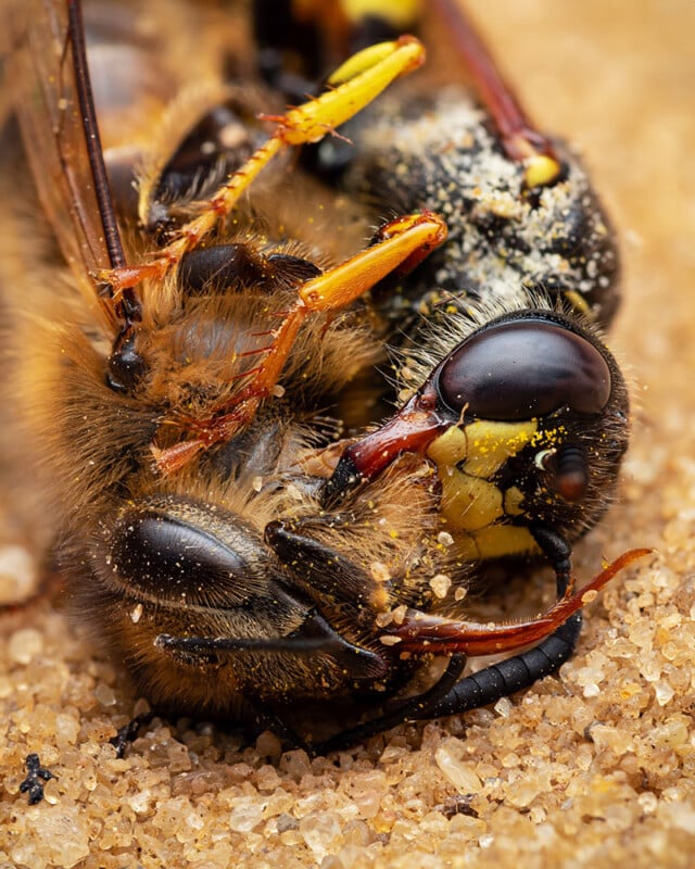 A close-up of a dead bee lying on its back on granular sand. The image highlights the detailed texture and color of the bee's body, legs, and antennae. The bee's eyes and fine hairs on its body are also visible.