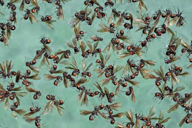 Close-up of numerous ants and winged insects clustered together on a light green surface. The ants appear to be carrying or interacting with the winged insects, which may be dead or incapacitated. The scene is chaotic with overlapping bodies and wings.