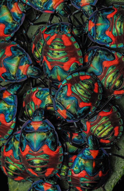A close-up of a cluster of brightly colored insects with vibrant, iridescent red, blue, and green patterns covering their bodies. The insects are closely packed together, showcasing their intricate and vivid exoskeleton designs.