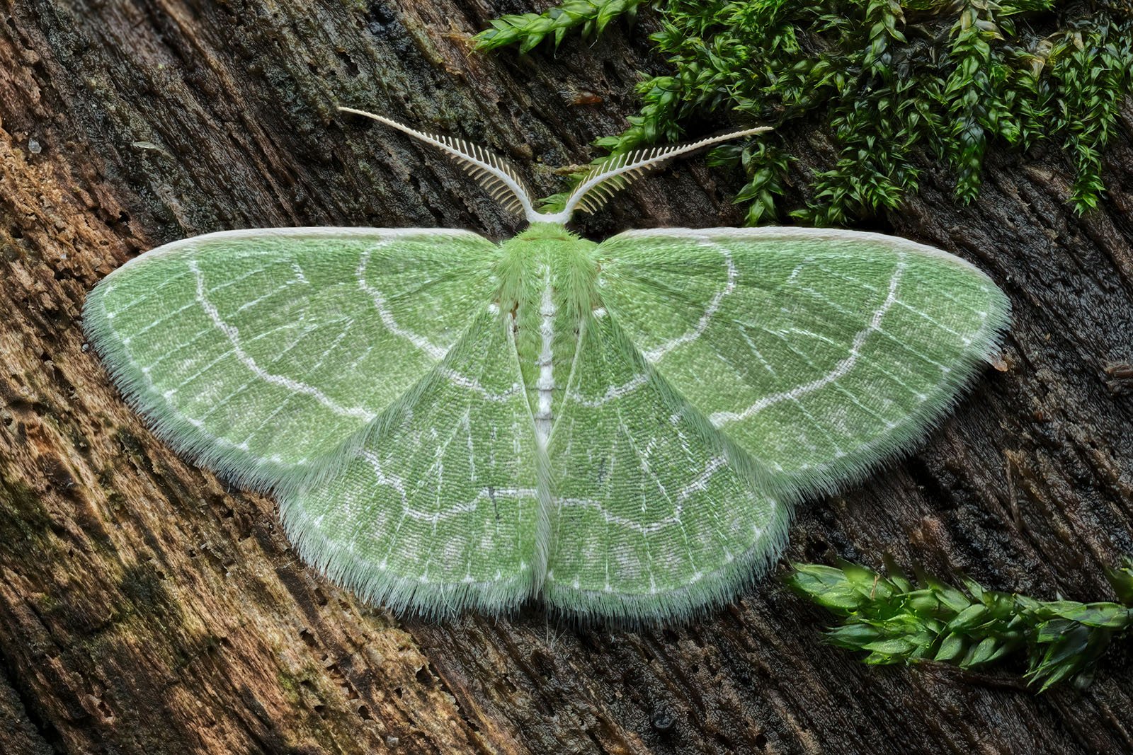A close-up image of a lime-green moth with delicate white lines and markings on its wings. The moth is resting on a textured wooden surface with small patches of green moss. The intricate patterns on its wings blend harmoniously with its natural surroundings.