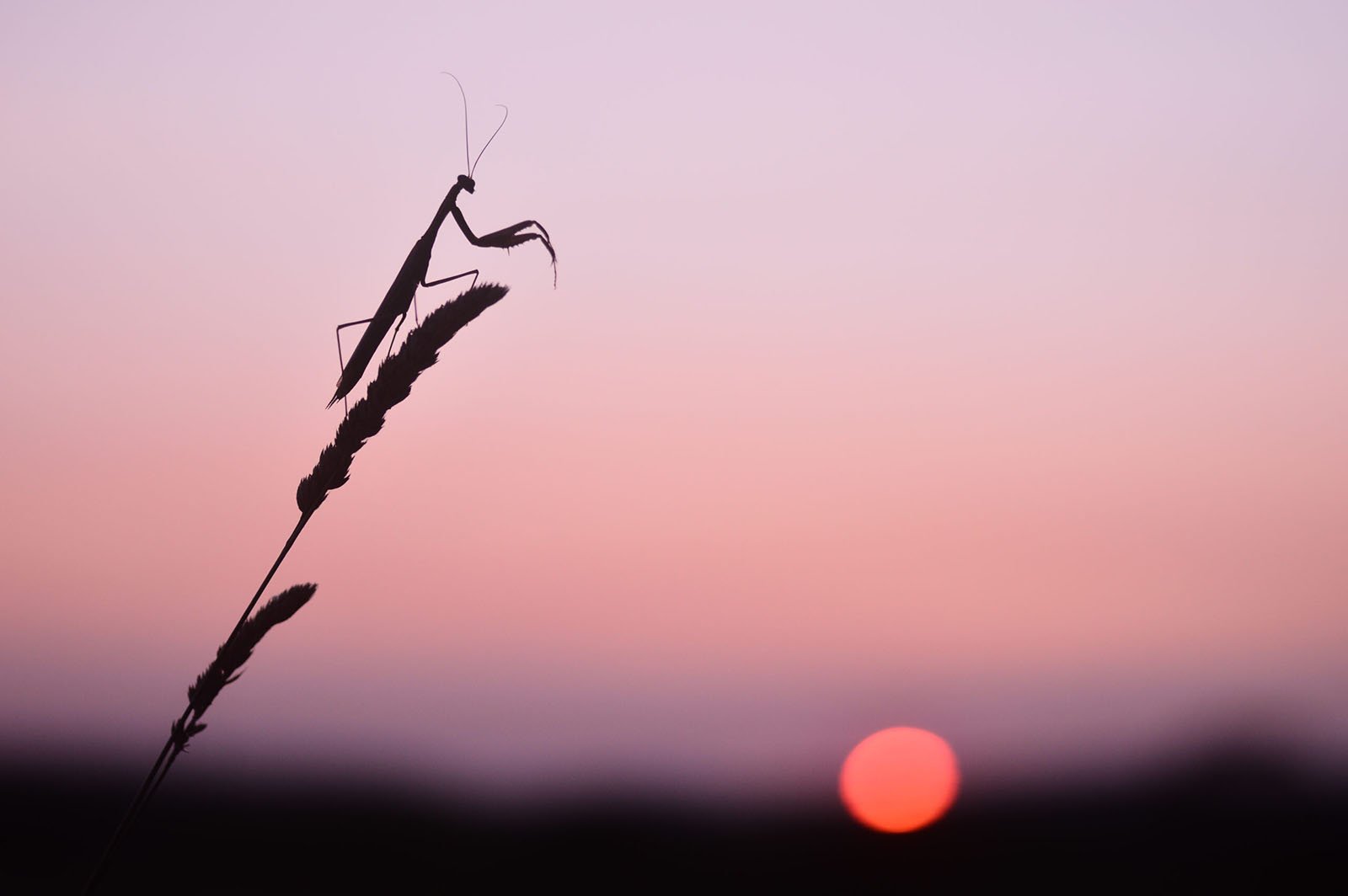 A silhouette of a praying mantis perched on a plant stalk is seen against a soft pink and purple sunset. A blurry sun is near the horizon in the background, creating a serene and peaceful atmosphere.