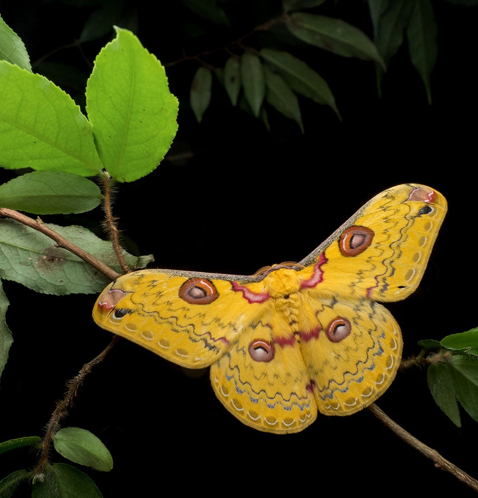 A vibrant yellow moth with brown and pink markings on its wings perches on a twig. The moth's wings display eye-like spots and intricate patterns. Lush green leaves frame the scene against a black background.