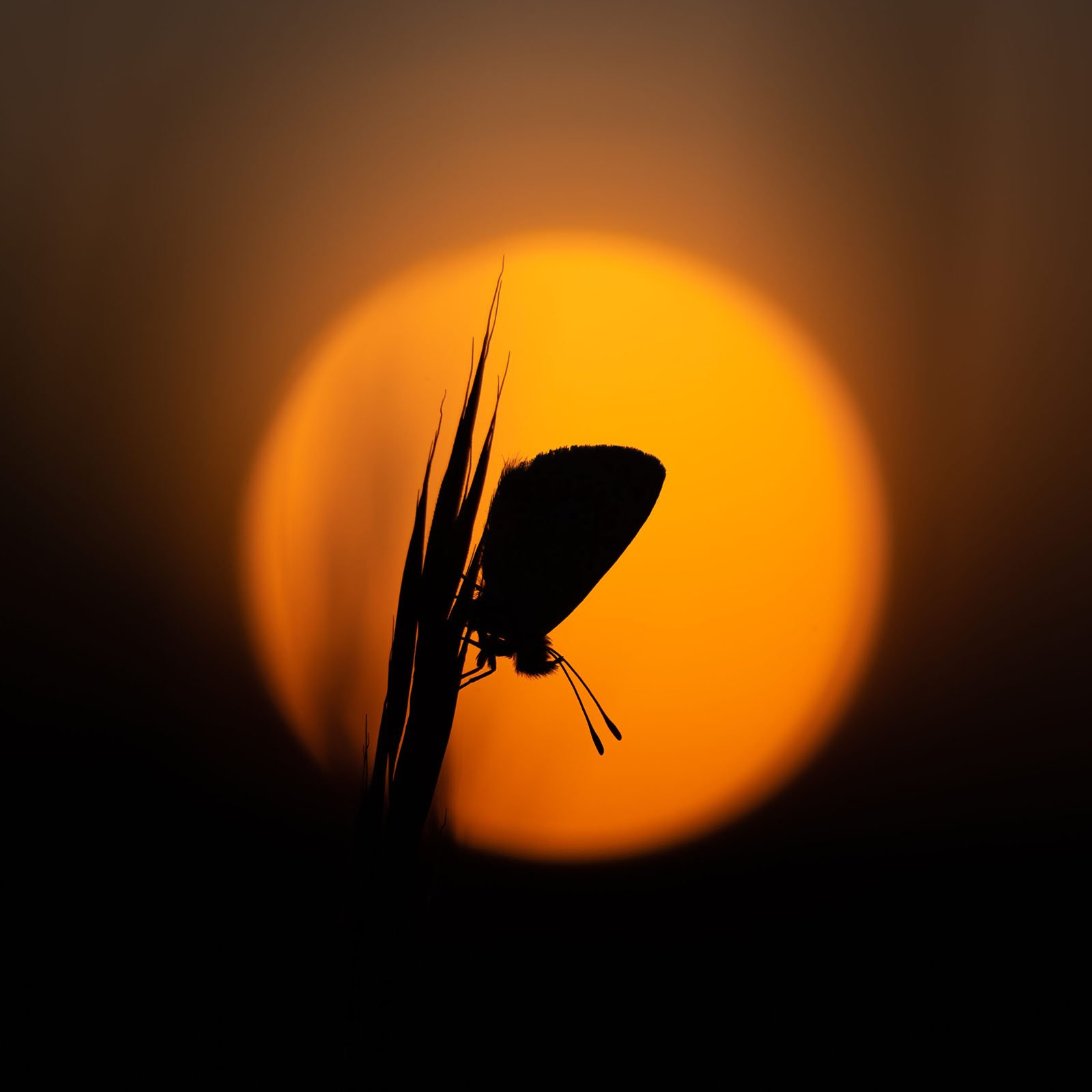 Silhouette of a butterfly perched on a blade of grass against a large, glowing orange sun setting in the background. The dark outlines highlight the delicate details of the butterfly and grass, contrasting with the vibrant, warm colors of the sunset.