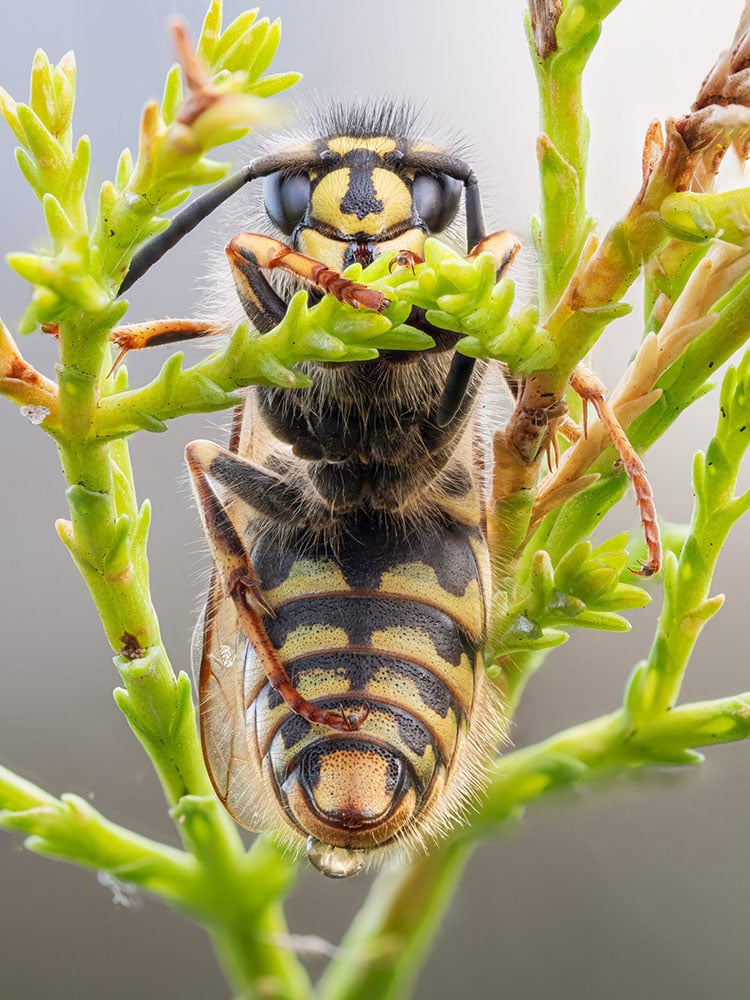 Close-up image of a wasp clinging to a green plant. The wasp's detailed yellow and black striped body is visible, along with its large eyes and antennae. The plant has slender branches and small leaves, emphasizing the intricate details of the wasp.