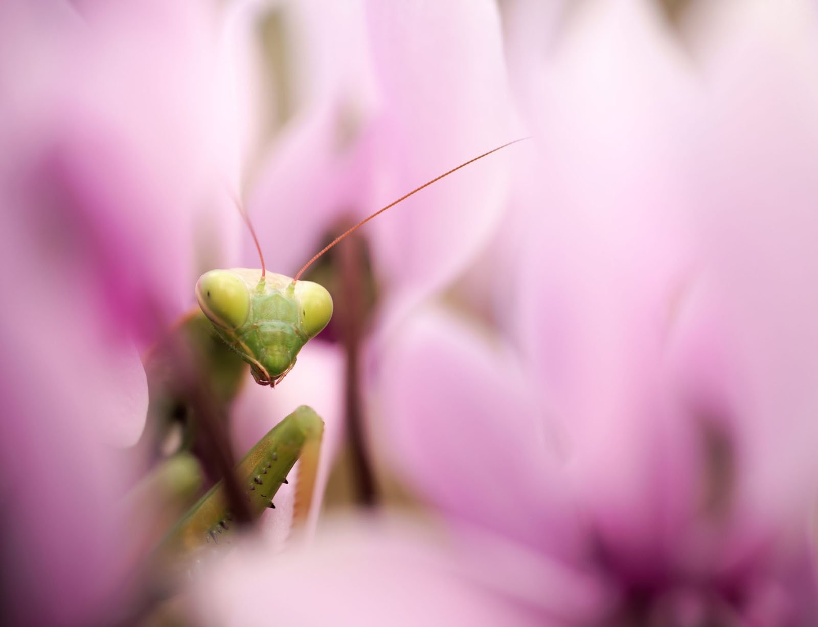 Close-up photo of a green mantis peeking through soft pink petals, with its yellowish eyes and detailed antennae clearly visible. The background is a blur of vibrant pink and green, enhancing the mantis's vivid color and intricate details.