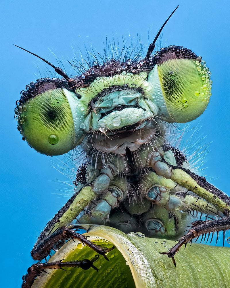 Close-up of a dragonfly's face with large, green compound eyes, covered in tiny water droplets. The dragonfly is perched on a green plant stem, with a blue background visible. The detailed shot highlights the intricate textures and colors of the insect.