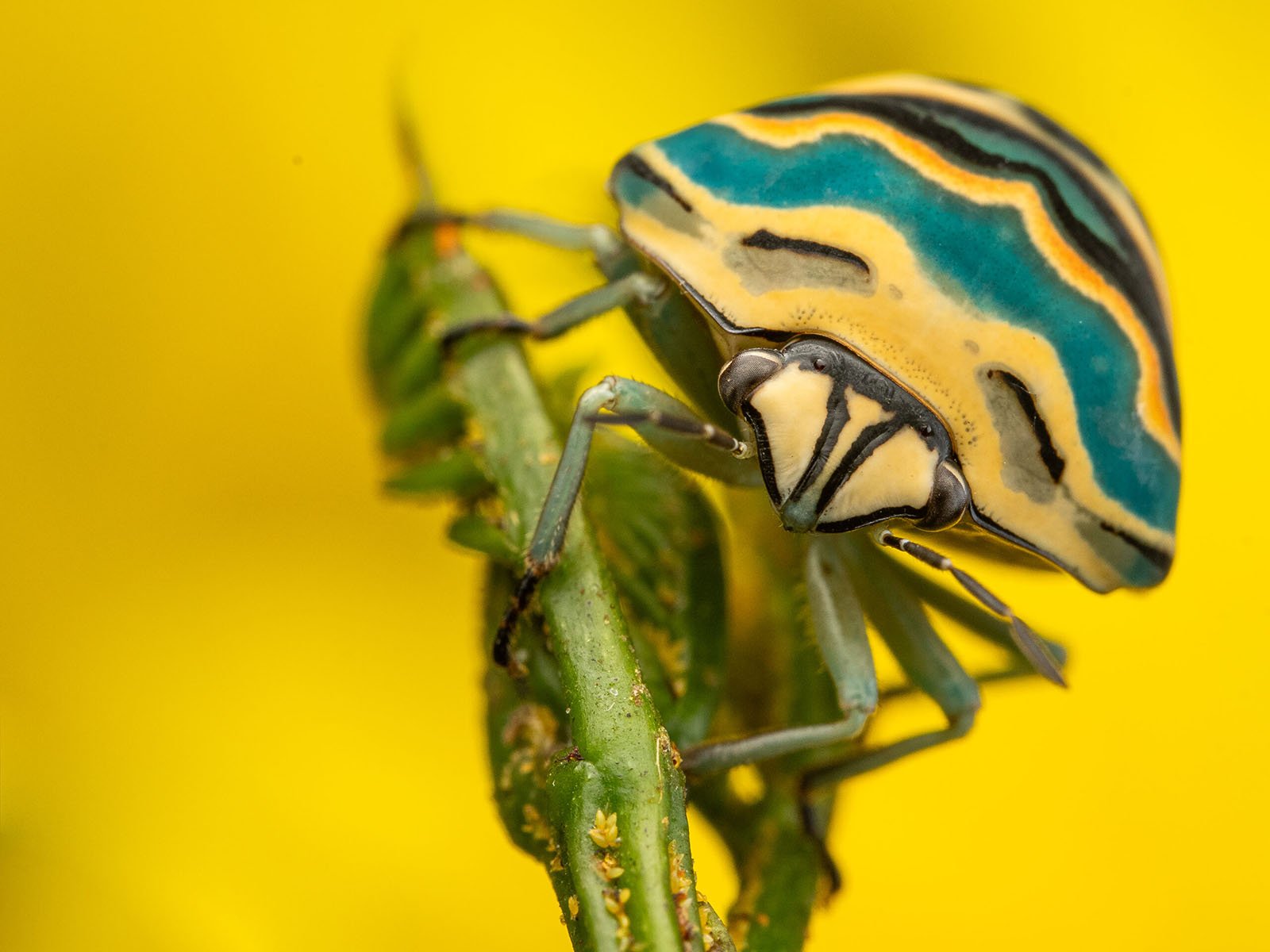 Close-up of a vibrant shield bug on a green plant. The bug has a distinctive pattern of blue, yellow, and black stripes on its back, contrasting against a blurred yellow background. The intricate colors and textures are clearly visible.
