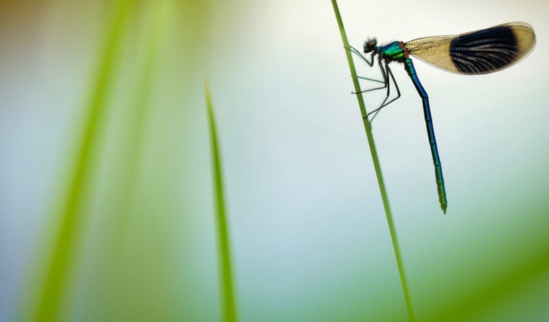 Close-up of a dragonfly with iridescent green and blue body and translucent wings, perched on a green blade of grass. The background is softly blurred, highlighting the delicate details of the insect.