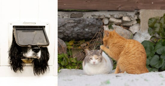A black dog peeks its head through a pet door on the left. On the right, an orange cat sits and grooms its paw while a grey and white cat sits nearby with its eyes closed. There are some plants and rocks in the background.