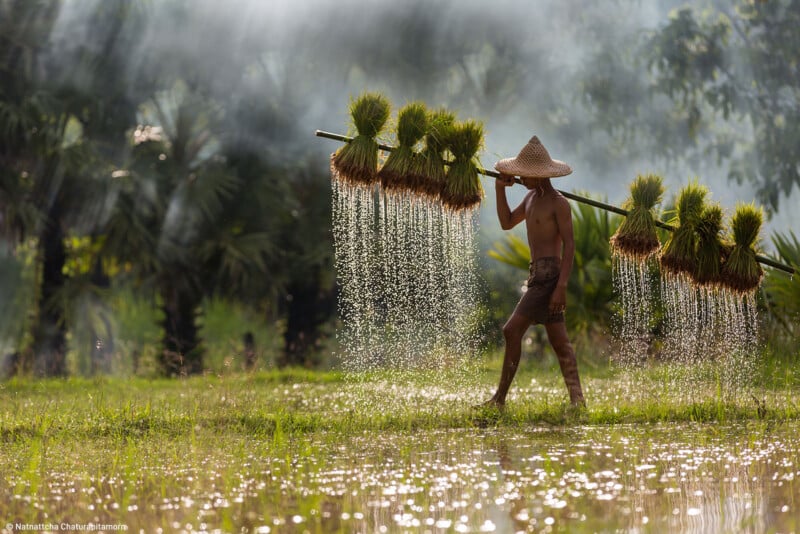 A farmer dressed in shorts and a wide-brimmed, straw hat carries bundles of freshly harvested rice plants over his shoulder on a wooden pole across a flooded, sunlit rice field. Mist and sunlight filter through the background trees, creating a serene atmosphere.