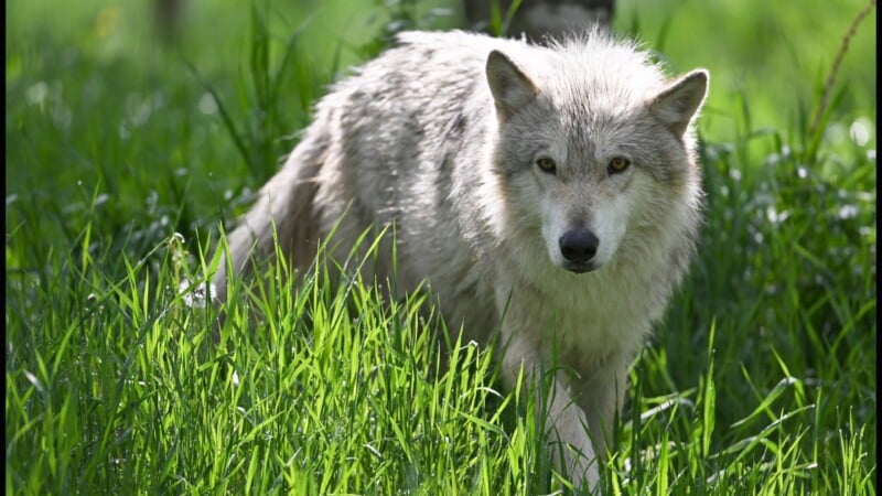 A gray wolf stands alert in a lush green field, surrounded by tall grass. The wolf's fur appears thick and slightly damp, and it gazes directly at the camera with focused, intense eyes under the dappled sunlight.