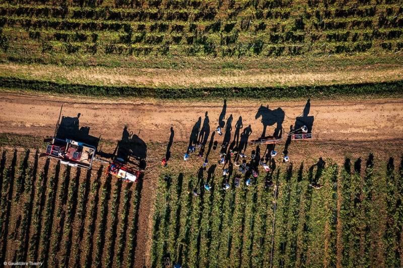 Aerial view of a vineyard with workers gathered around tractors on a dirt path. The sun casts long shadows of the people, tractors, and a horse, emphasizing the rural setting surrounded by rows of grapevines.