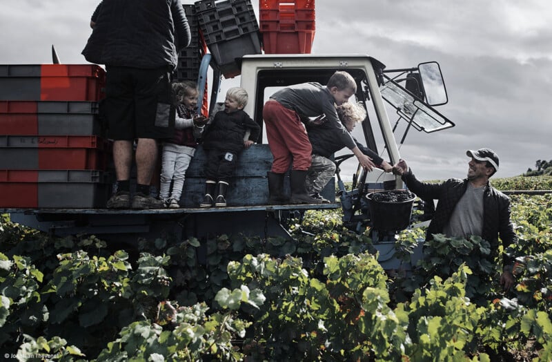 Children and adults work together harvesting grapes in a vineyard. Children are standing on a platform attached to a tractor, passing a bucket of grapes to an adult man standing among the grapevines. The sky is cloudy, and the grapevines are lush and green.