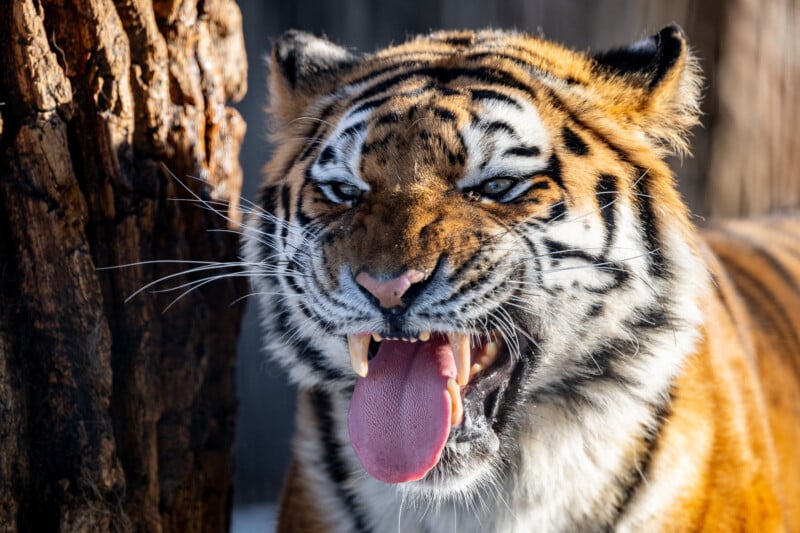 Close-up of a tiger with its mouth open, showing a fierce expression. It has its tongue slightly out and its eyes narrowed, standing next to a tree trunk. The tiger's fur is a vibrant mix of orange, black, and white, with clear, defined stripes.