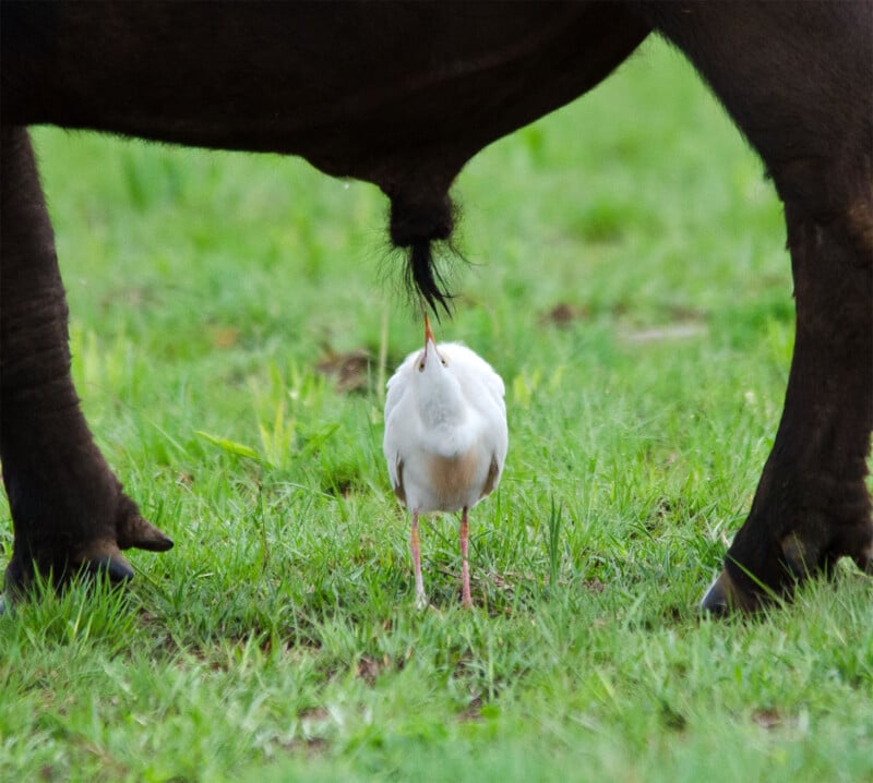 A white bird stands underneath a cow, pecking at the cow's tail in a green grassy field. The bird appears to be an egret, and the cow's legs frame the bird on either side.