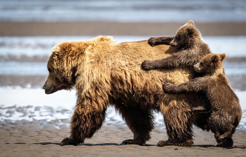 A large brown bear walks along a sandy beach while two young cubs climb onto its back. The cubs are clinging to the adult bear, one higher up near the shoulders and the other near the rump. The background shows wet sand and water.