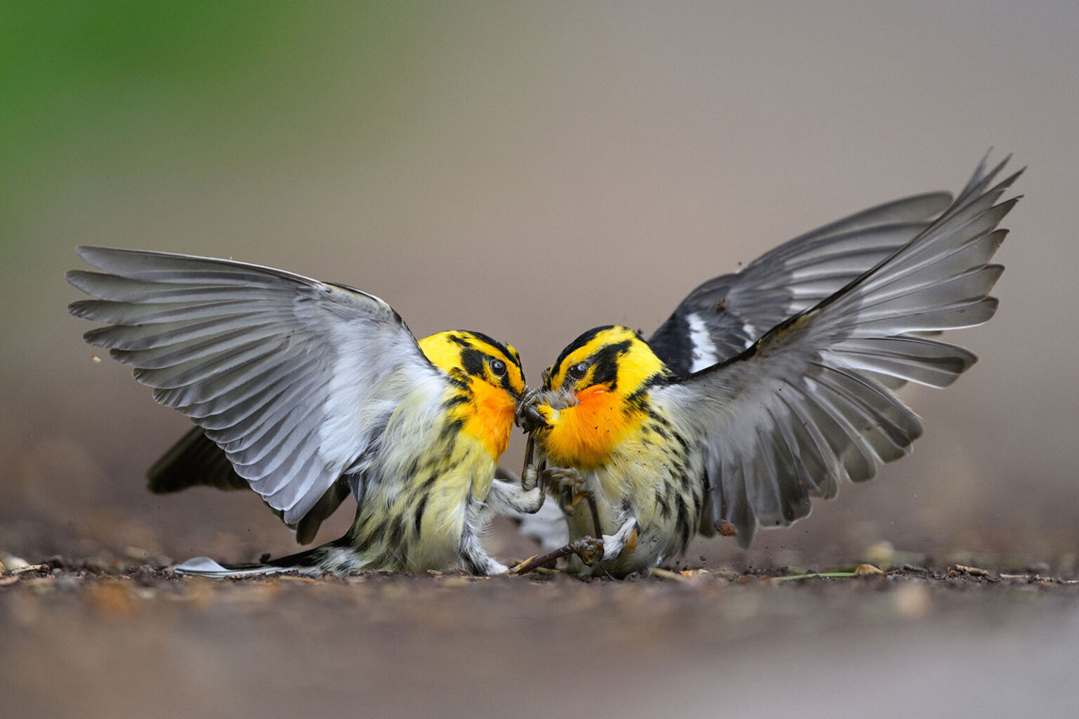 Beautiful Birds Celebrated in the 2024 Audubon Photography Awards ...