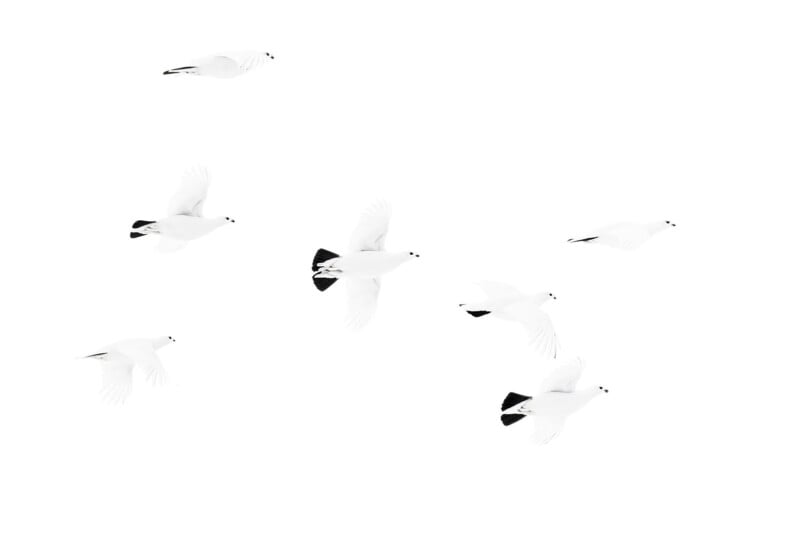 Six white birds with black-tipped wings are captured in mid-flight against a stark white background. The image has a minimalist and serene quality, emphasizing the grace and elegance of the birds as they soar through the air.