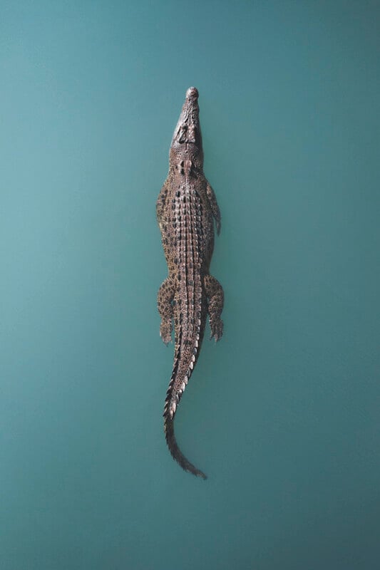 A solitary crocodile floats calmly in clear blue water, with its body fully visible from a top-down view. The texture and pattern of its scaly skin are detailed, and its long, slender tail extends out behind it.