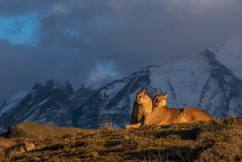 Two cougars rest on a grassy hill illuminated by sunlight, with dramatic snow-capped mountains and a cloudy sky in the background.