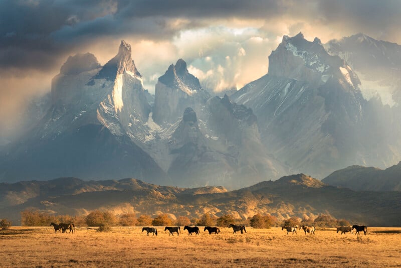 A herd of horses grazes in a sunlit field with the stunning peaks of Torres del Paine in Patagonia, Chile, towering in the background under a dynamic, cloud-filled sky. The dramatic lighting highlights the rugged mountainous landscape and the tranquility of the scene.