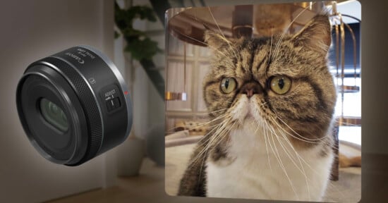 Close-up image of a Canon RF 50mm F1.8 STM camera lens on the left side and a photo of a gray and white cat with wide, round eyes on the right. The cat appears to be sitting indoors, and there is some furniture and a plant in the blurred background.