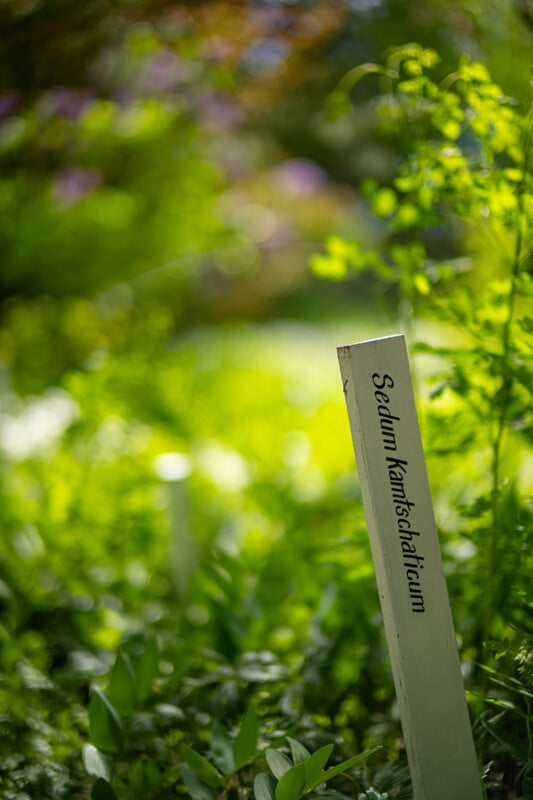 Close-up of a white garden sign with black lettering that reads "Sedum Kamtschaticum," set against a vibrant green background of foliage and blurred plants, suggesting a lush and sunny garden setting.