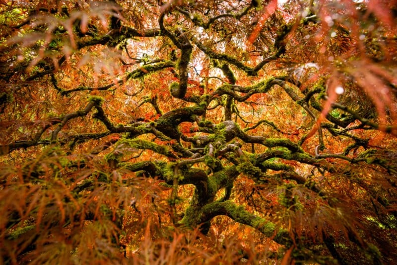 An intricate, twisted tree with moss-covered branches is surrounded by vibrant red and orange leaves, creating a canopy of autumn colors. The foliage forms a vivid tapestry, contrasting with the gnarled, dark branches.
