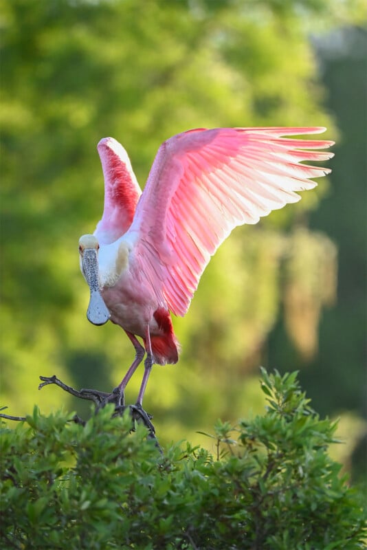 A roseate spoonbill with vibrant pink and white feathers stands on a branch with its wings spread. The bird's large, distinctive spoon-shaped bill is visible. The background features lush green foliage blurred to highlight the bird.