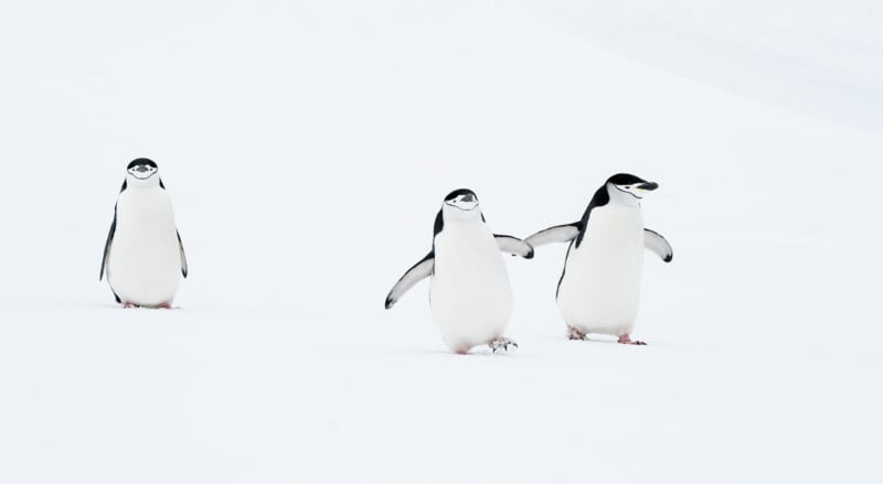 Three chinstrap penguins walk on a snowy landscape. They have black heads with a distinctive black line across their chins, and their white bodies contrast starkly with the snow. The penguins appear to be moving toward the camera with their wings slightly spread.