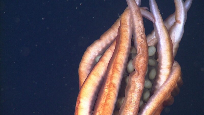 Close-up underwater image of a deep-sea squid. The squid's elongated arms and tentacles are orange-toned, with round, translucent eggs nestled between them. The background is deep blue with scattered particles, likely marine snow.