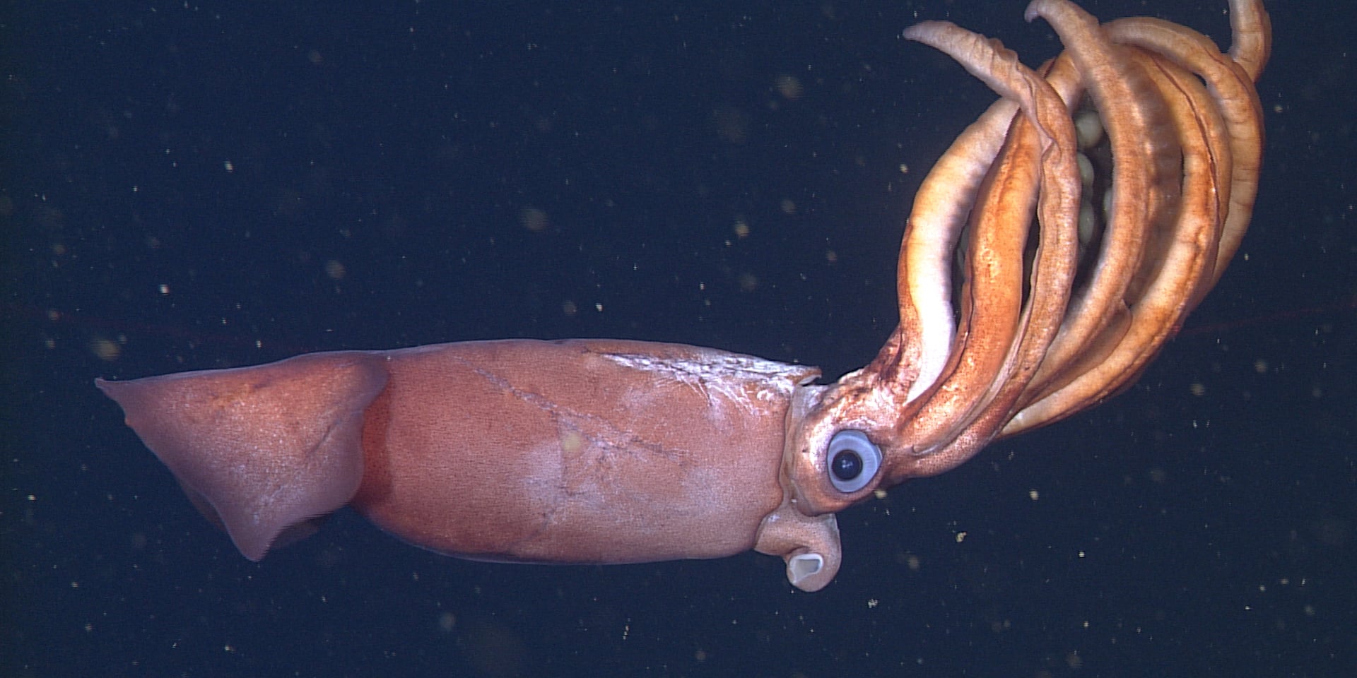Scientists Capture Never-Before-Seen Footage of Deep-Sea Squid Cradling ...