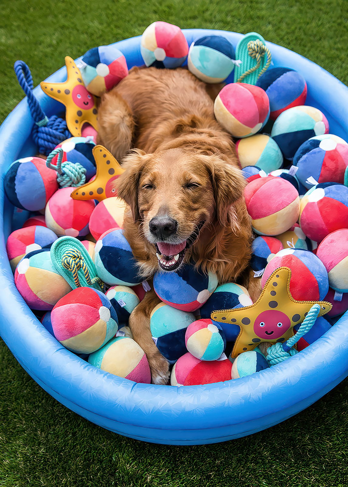 A golden retriever is lying in a blue inflatable pool filled with colorful plush toys, including beach balls, rope toys, and starfish. The dog looks happy and content, with its eyes closed and mouth open in a relaxed expression. The scene is set on a grassy area.