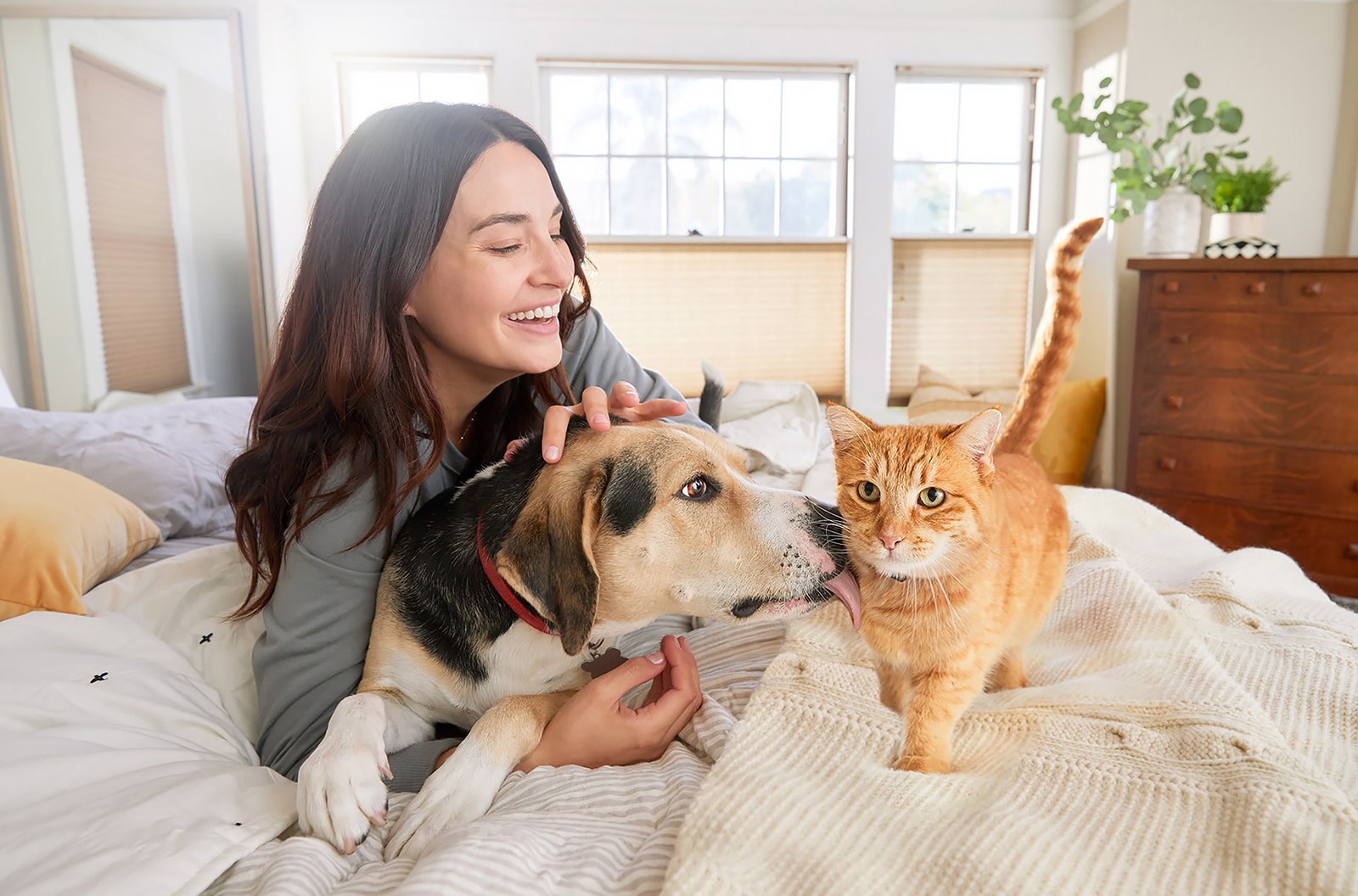 A woman with long dark hair is sitting on a bed, smiling and petting a beagle with her left hand. A ginger cat is walking on the bed near them. The bright room has large windows with blinds, a dresser, and a plant in the background.