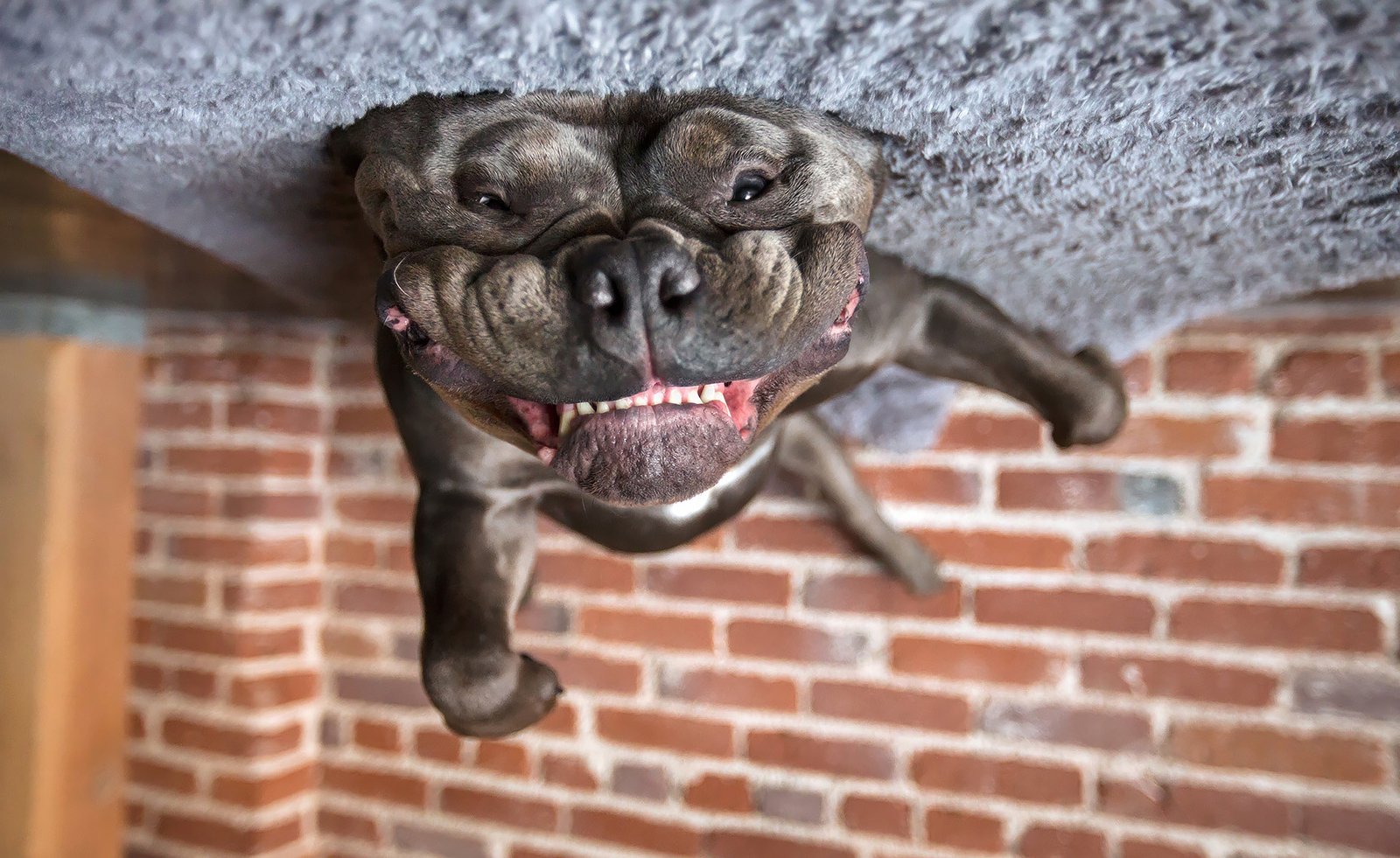 A playful dog, appearing upside down, is seen with its mouth open and teeth showing while lying on a carpeted surface. In the background, an exposed brick wall adds to the lively scene.