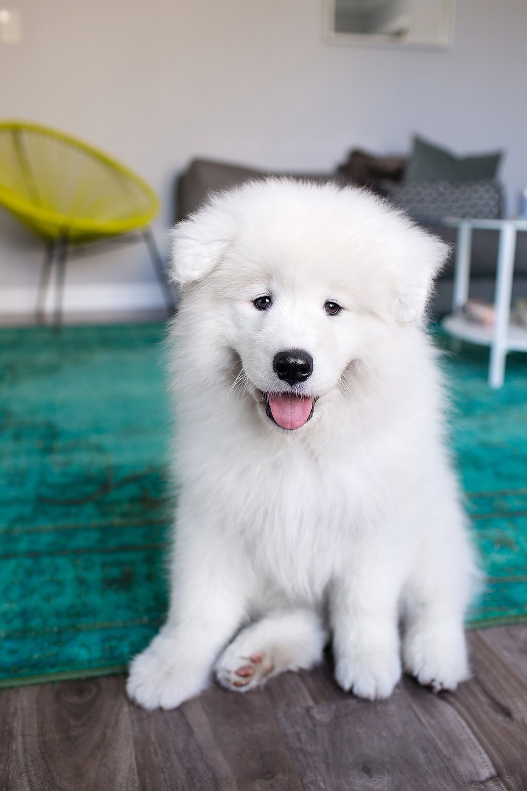 A fluffy white puppy with a smiling expression sits on the floor in a cozy living room. There is a green rug, a grey sofa with cushions, and a yellow chair in the background. The puppy's tongue is slightly out, exuding cuteness and playfulness.