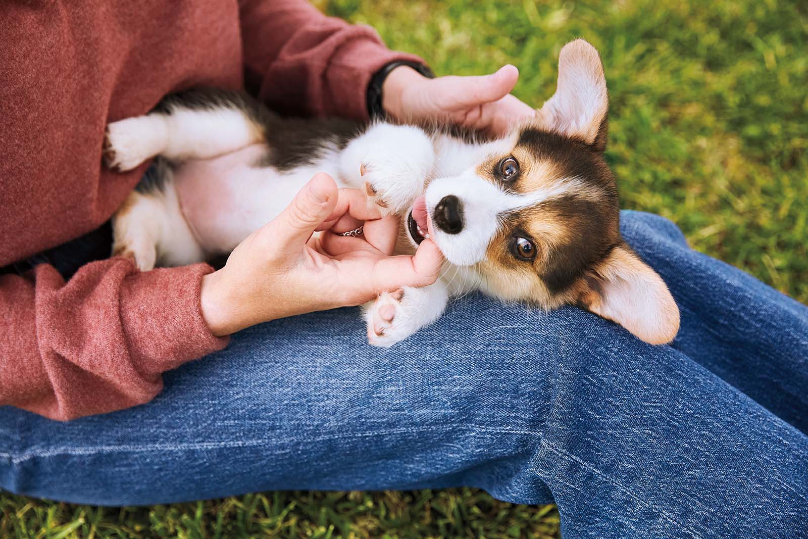 A person sits on the grass with a small corgi puppy lying on their lap. The puppy, with its brown, white, and black fur, is playfully nibbling on the person’s fingers while lying on its back, showing its belly. The person is wearing blue jeans and a red shirt.