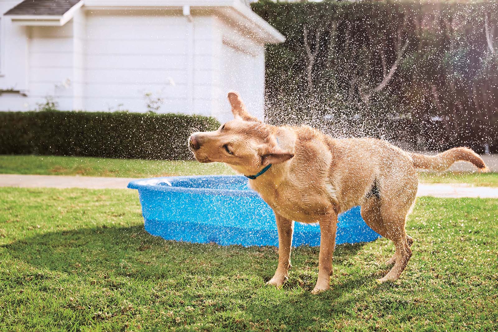 A golden Labrador is vigorously shaking off water in a sunny backyard, with droplets flying around. Behind the dog is a blue plastic kiddie pool and a white house. The scene captures a playful, joyful moment.