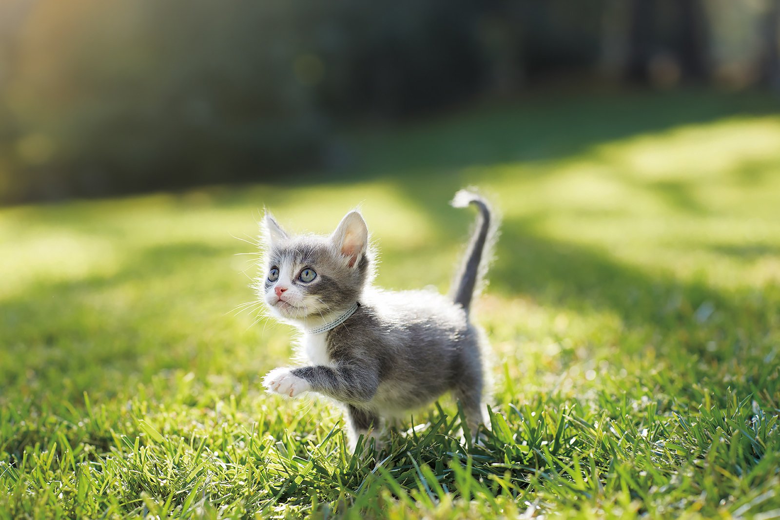 A small grey and white kitten is walking on lush green grass. The kitten has one paw raised, appears to be looking curiously to the side, and is bathed in soft, natural sunlight. The background is blurred with hints of trees and foliage.