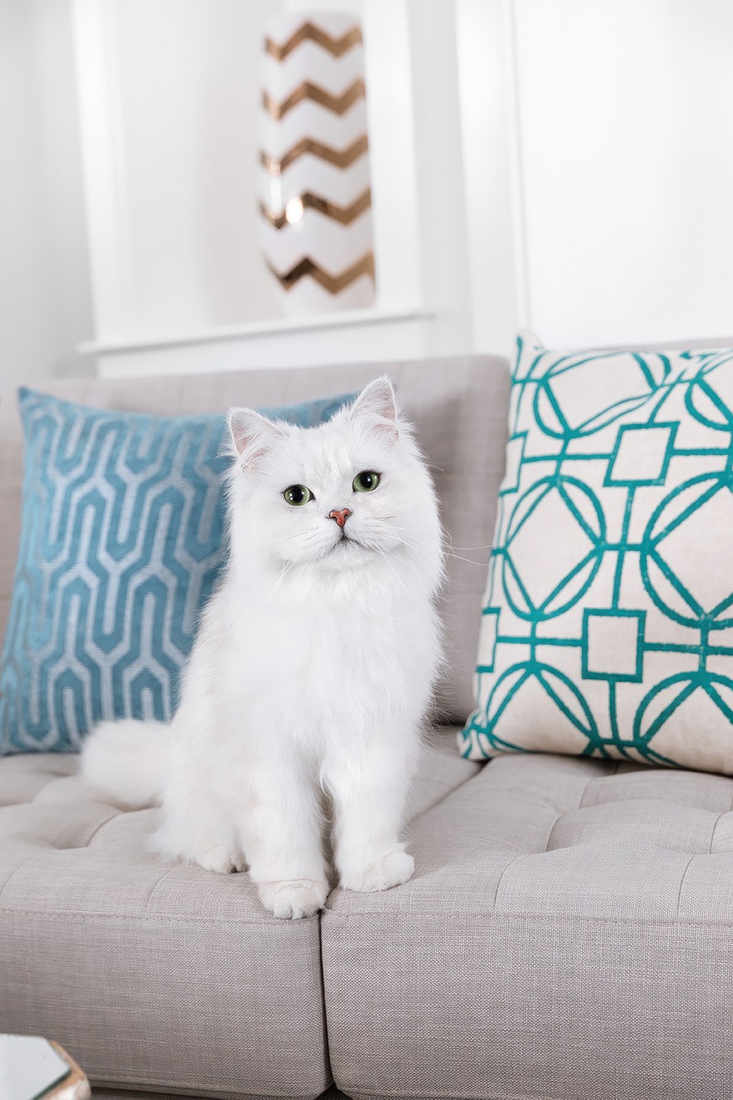 A fluffy white cat with green eyes sits on a light gray couch adorned with two decorative cushions featuring geometric patterns in shades of blue and teal. The background shows a white wall with a mirror that has a chevron design.