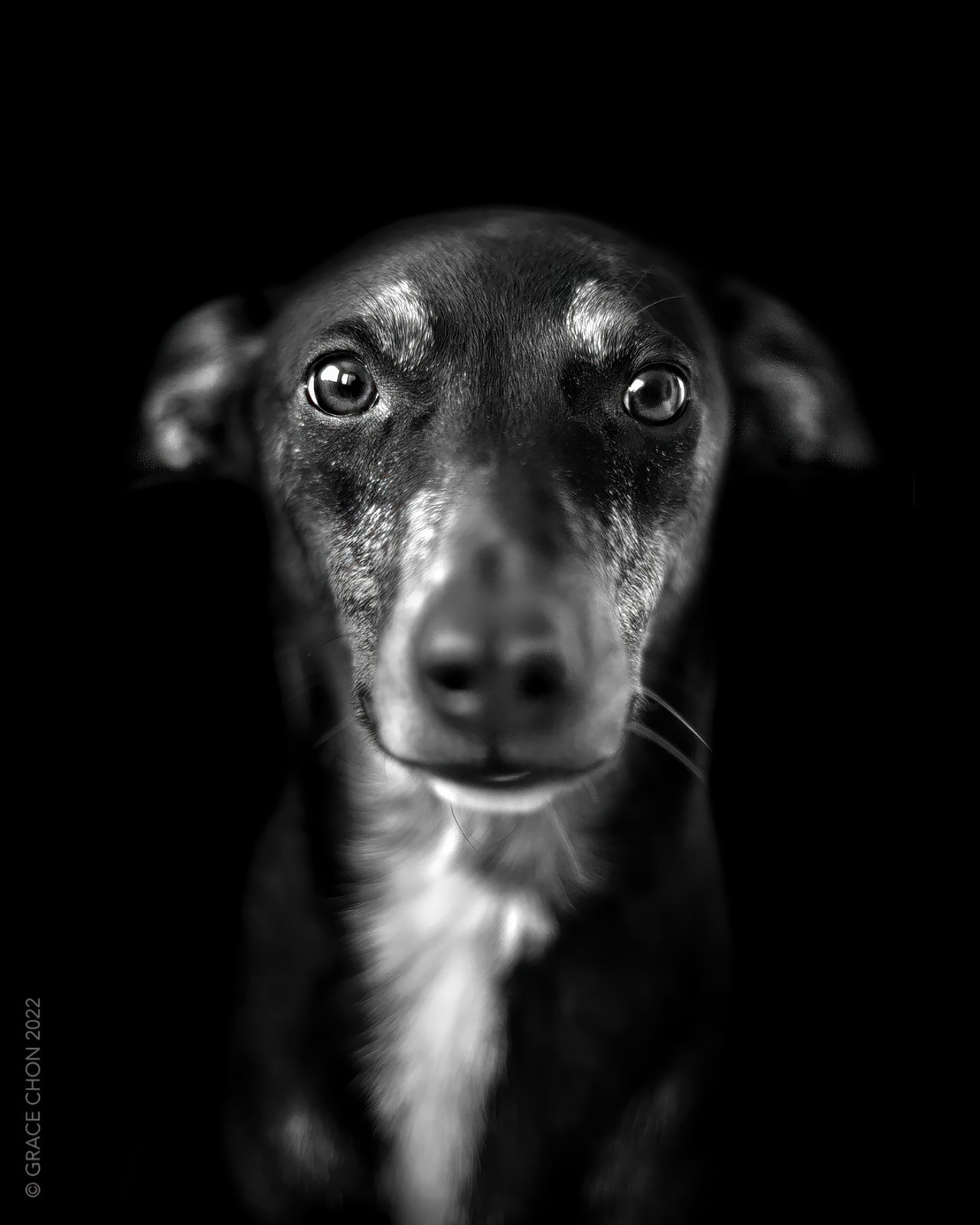 A black-and-white portrait of a dog with a sleek, dark coat and white markings on its chest. The dog's large, expressive eyes gaze directly at the camera against a solid black background, creating a striking contrast. Photo credit: Grace Chon 2022.