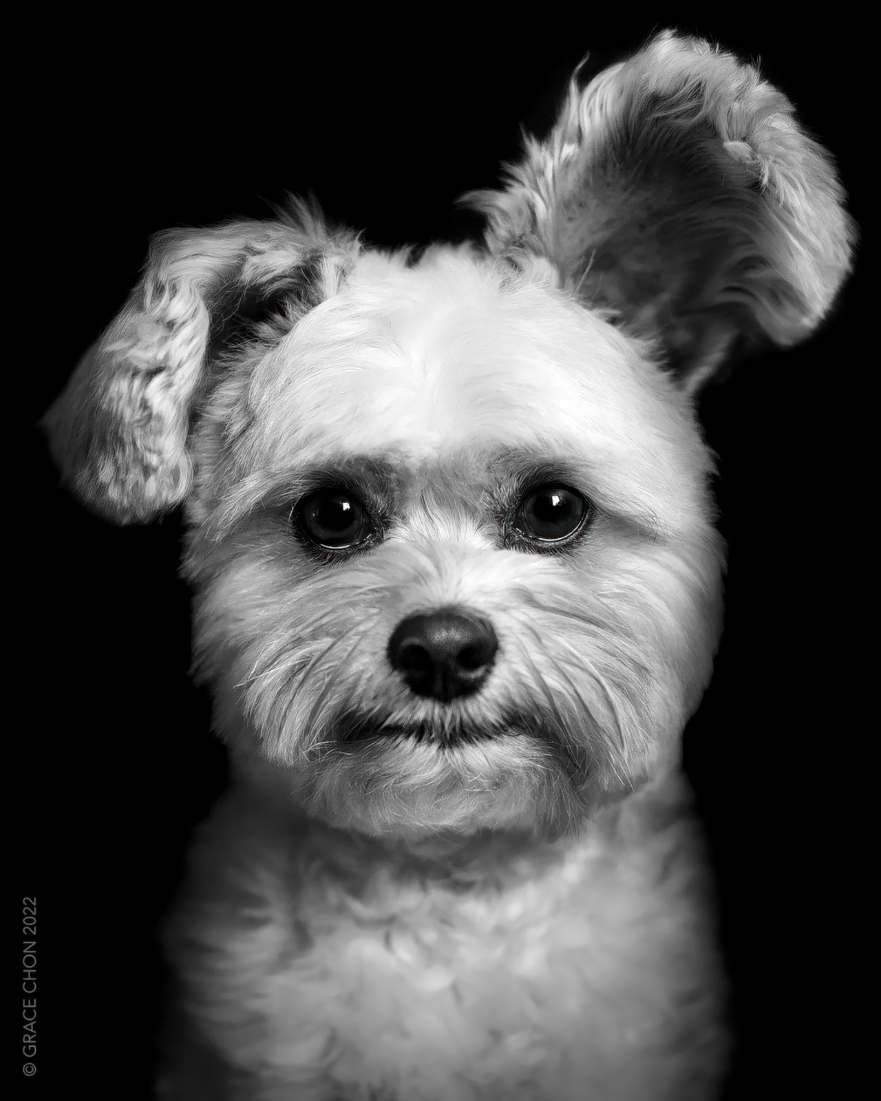 A black and white photo of a small dog with a fluffy coat, a button nose, and round, dark eyes. The dog has one floppy ear and one ear standing upright. The image is set against a black background. The photographer's name, Grace Chon 2022, is faintly visible.